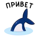 🦈