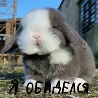 🐰