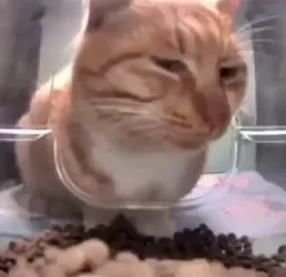 😼