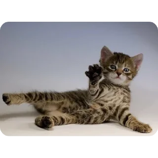 👋