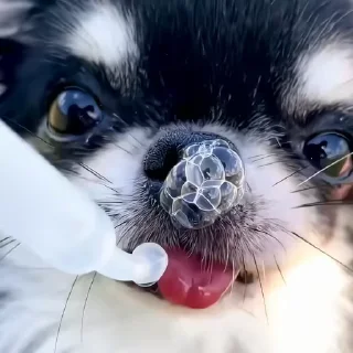 🐶