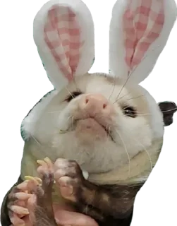 🐰