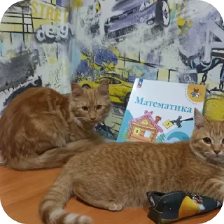 🐱