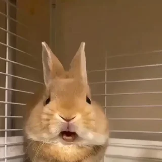 🤩