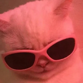 😺