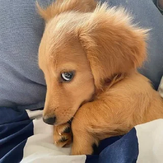 🐶