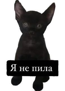 🐱
