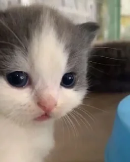 🥺