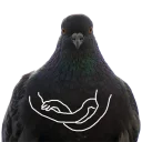 Pigeons with hands