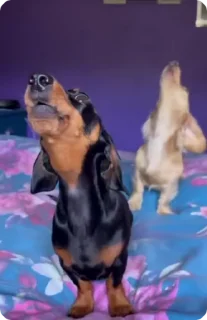 🎤
