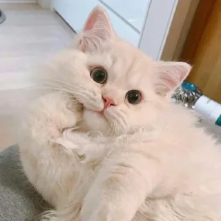 😺