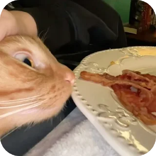 🐱