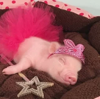 👸