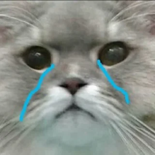 😿