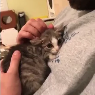 🐈