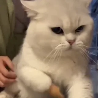 🐈