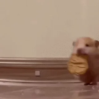 🐹