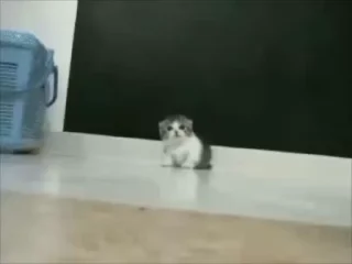 🌟