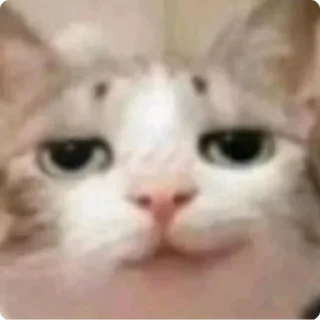 😼