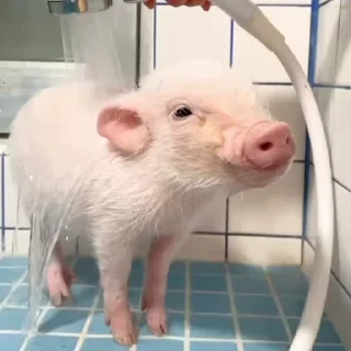 🐽
