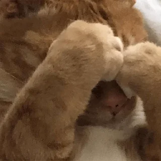 🙈