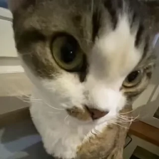 kitties O⁠_⁠o @kitties_blog