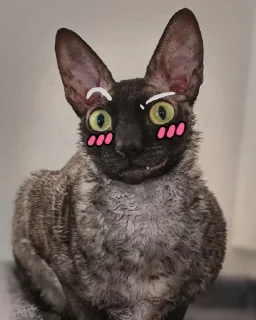 🤩