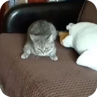 🛋