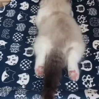 🐈‍⬛
