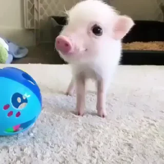 🌟