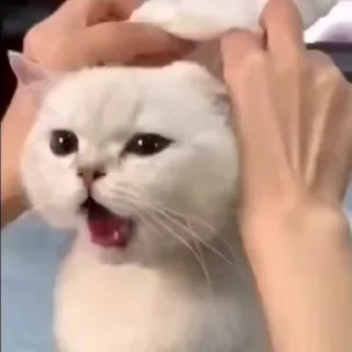 🐾