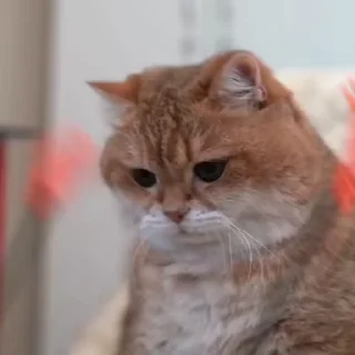 😇