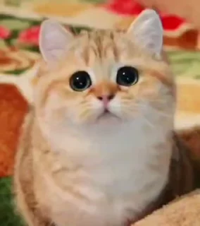 😺