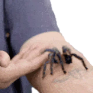 🕷