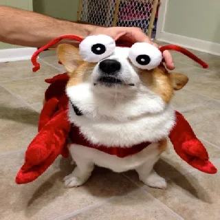 🐶