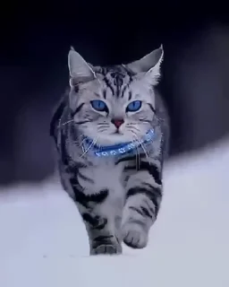 🐱