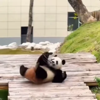 🐼