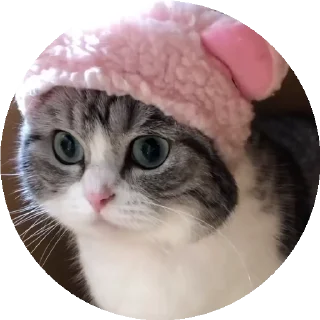 😺