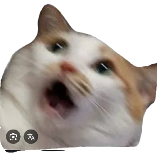 🐱