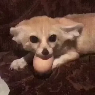 🦊