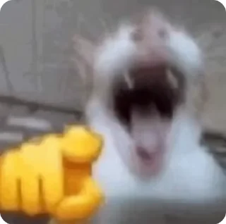 😹