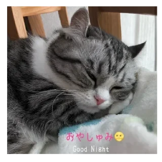 💤