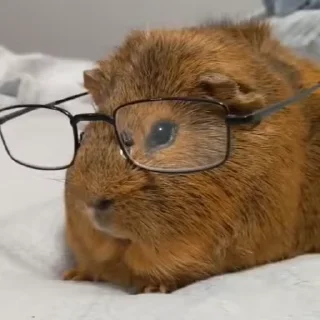 🤓