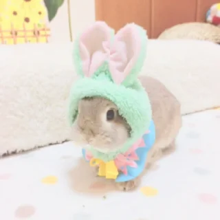 🐰