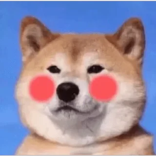 🐱