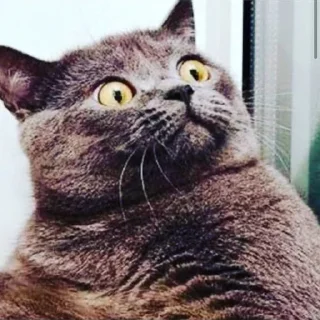 🤨