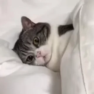 😠