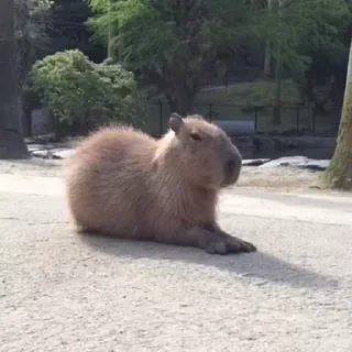 🦫