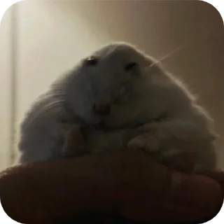 🐹