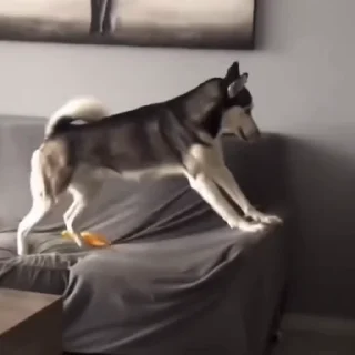 🐕‍🦺